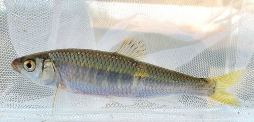 オイカワの釣果