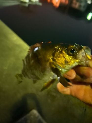 メバルの釣果