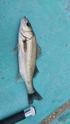 セイゴ（マルスズキ）の釣果