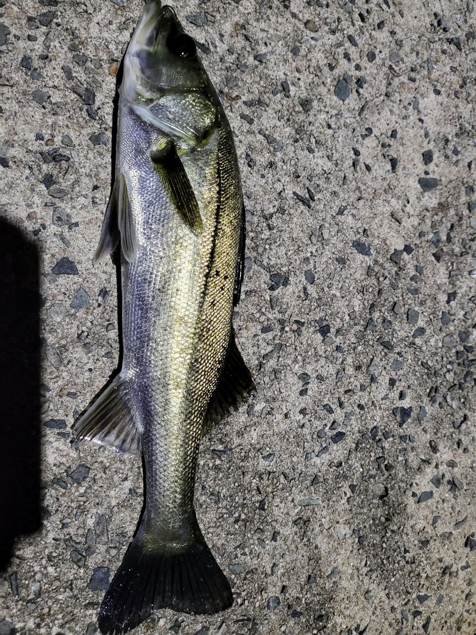 セイゴ（タイリクスズキ）