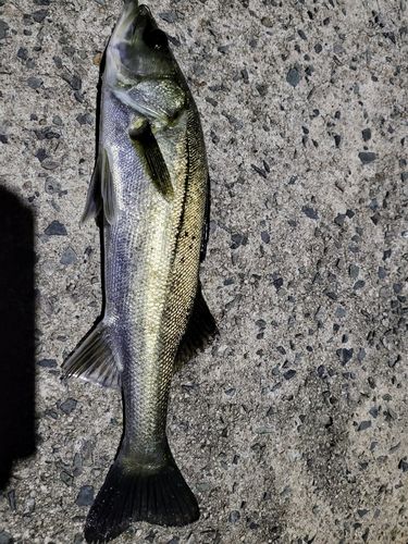 セイゴ（タイリクスズキ）の釣果