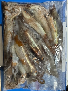 ムギイカの釣果