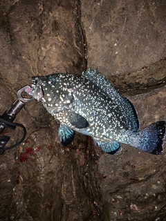 ツチホゼリの釣果