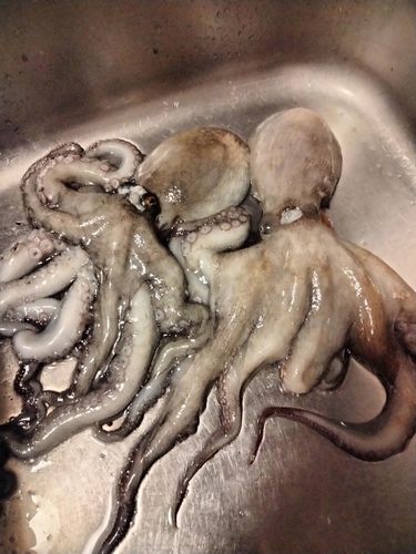 タコの釣果
