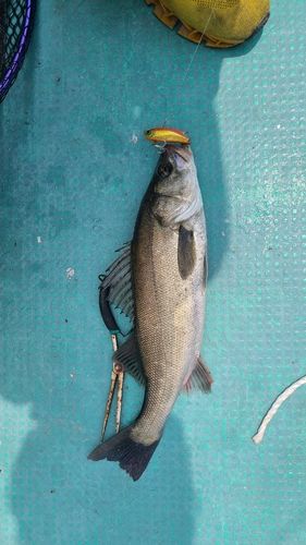 セイゴ（マルスズキ）の釣果
