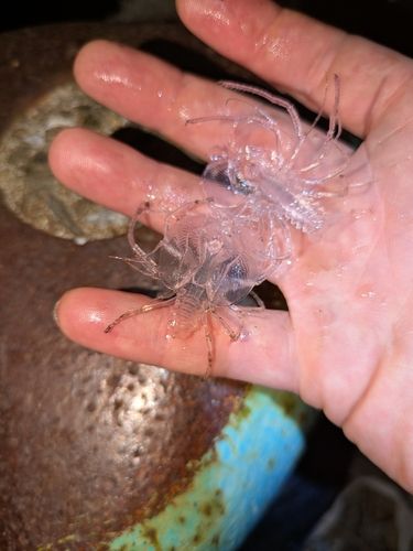 トビウオの釣果