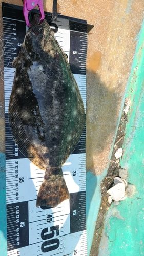 ヒラメの釣果