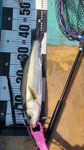 セイゴ（マルスズキ）の釣果