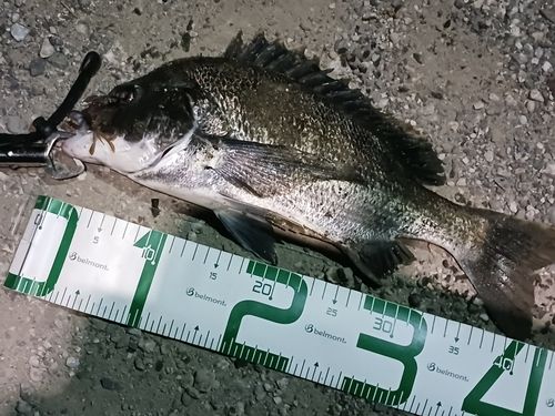 クロダイの釣果