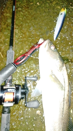 フッコ（マルスズキ）の釣果