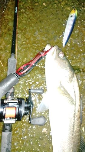 フッコ（マルスズキ）の釣果