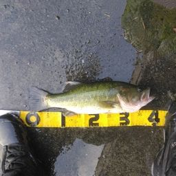 ラージマウスバス