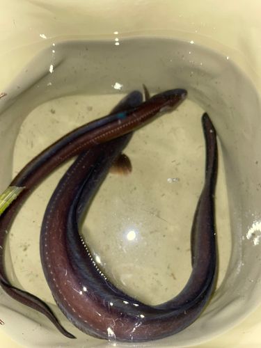 マアナゴの釣果