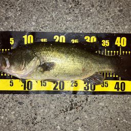 ラージマウスバス