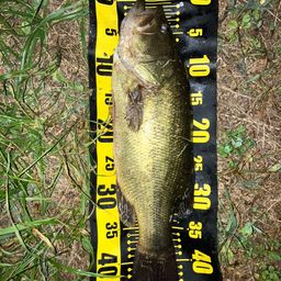 ラージマウスバス