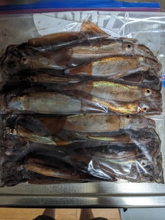 スルメイカの釣果