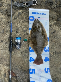 ヒラメの釣果