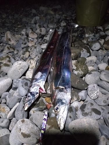 タチウオの釣果