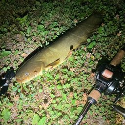 ナマズ