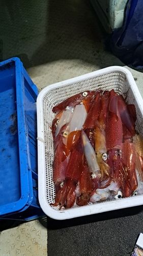 シロイカの釣果