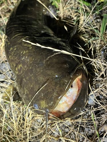 ナマズの釣果