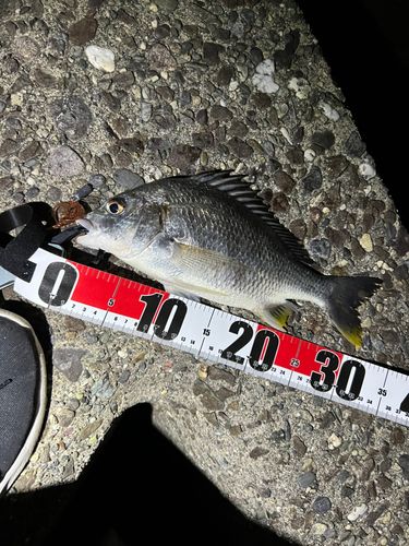 キビレの釣果
