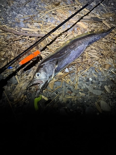 タチウオの釣果