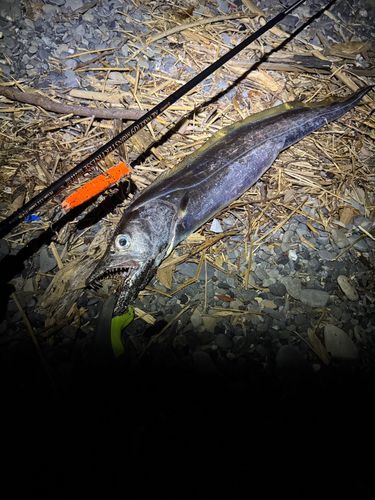 タチウオの釣果