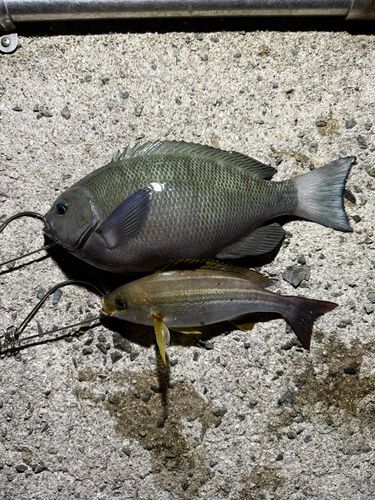 クチブトグレの釣果