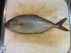 シオの釣果