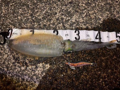 アオリイカの釣果