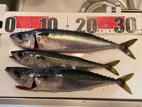 マサバの釣果