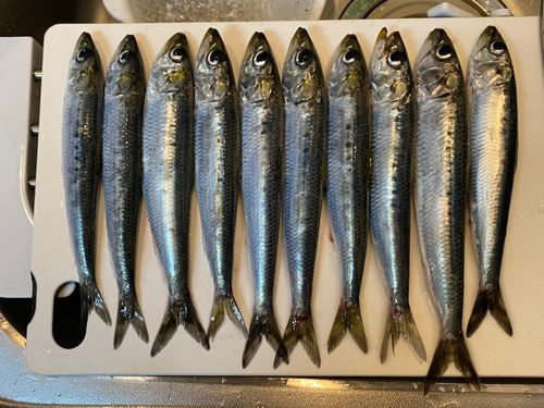 マイワシの釣果