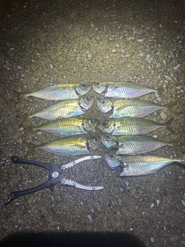 アジの釣果