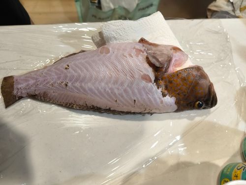 アコウの釣果