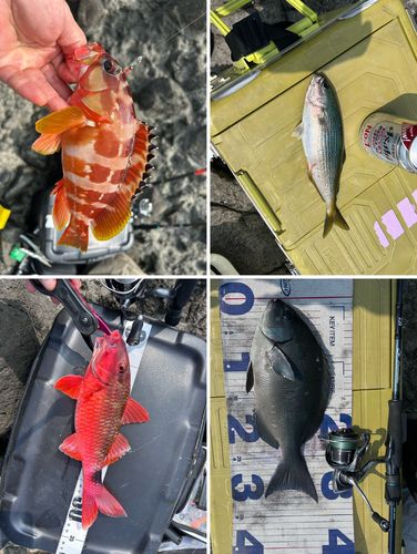 メジナの釣果