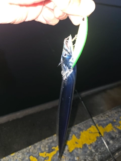 タチウオの釣果