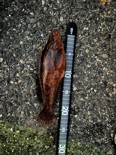 アイナメの釣果