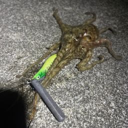タコ