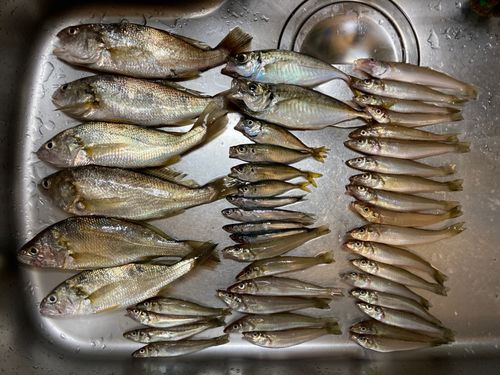 アジの釣果