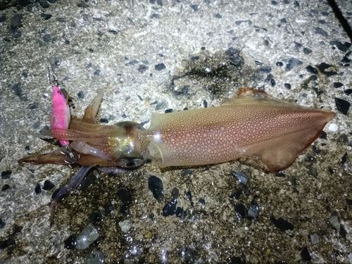 ケンサキイカの釣果