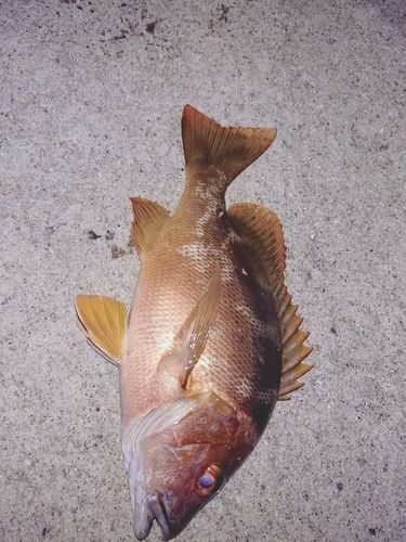 シブダイの釣果