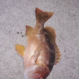 シブダイ