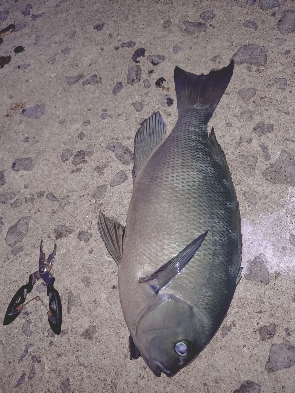 シブダイ