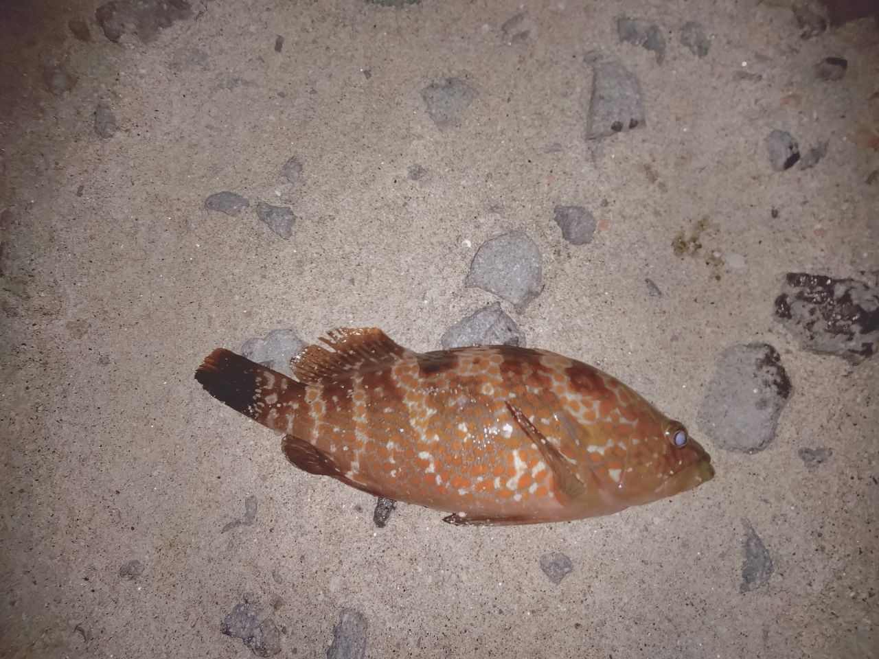 シブダイ