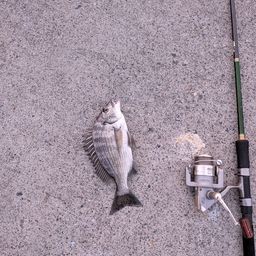 クロダイ