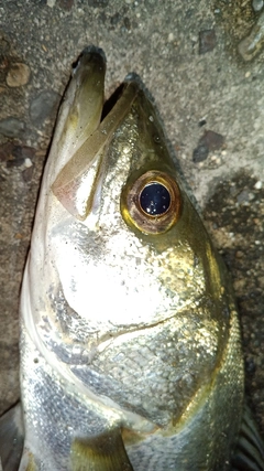フッコ(マルスズキ)の釣果