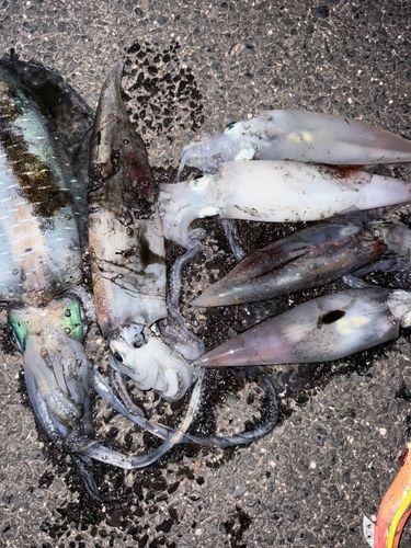 アオリイカの釣果
