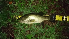 ラージマウスバスの釣果