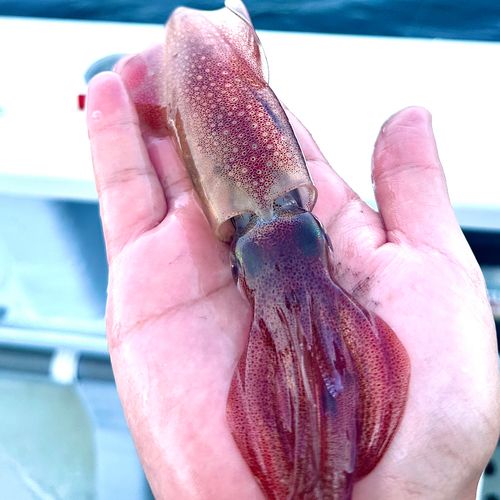 マルイカの釣果